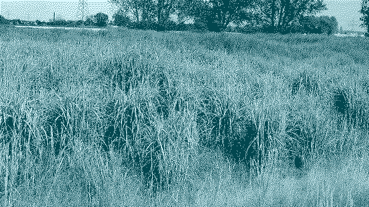 Miscanthus x giganteus se développe plus précocemment que les cultures vivrières et fourragères annuelles et maintient un couvert foliaire plus dense tout au long, et même au-delà, de sa croisance. Les récentes recherches pointent les effets bénéfiques sur l'humidification et le refroidissement du climat.